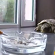 Image for article titled There's a Cigarette Smoking Turtle in China